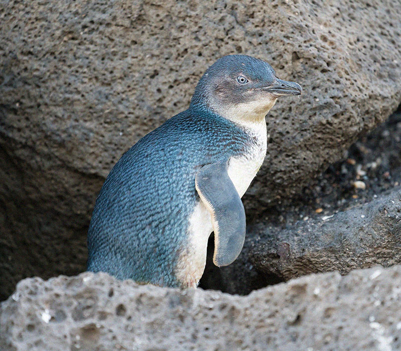 penguin tours kangaroo island