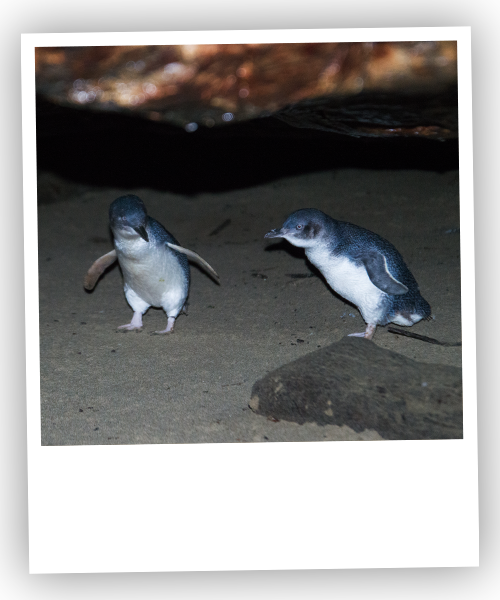 penguin_tour_penneshaw_travel_little_travel_kangaroo_island.png